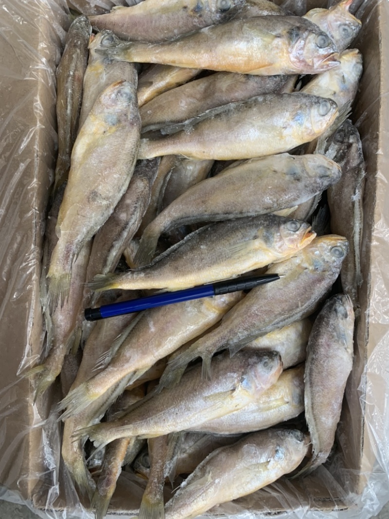 烧烤专用小黄鱼板冻单冻全部有货