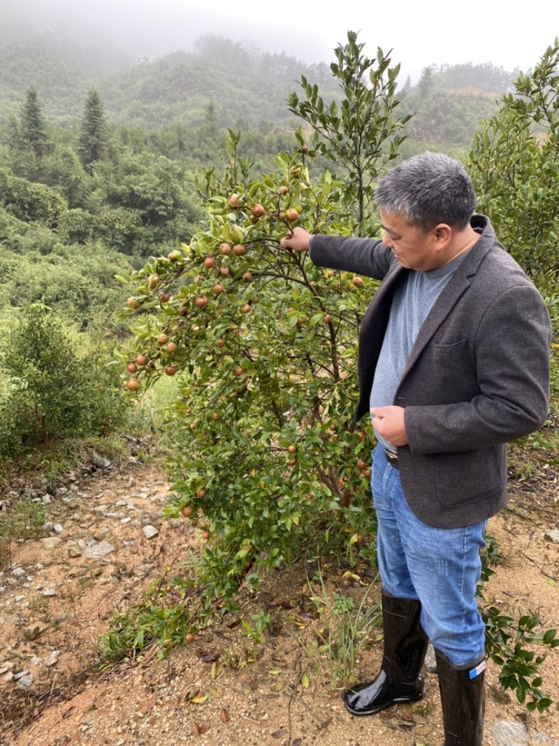 长林系列嫁接油茶苗，品种良