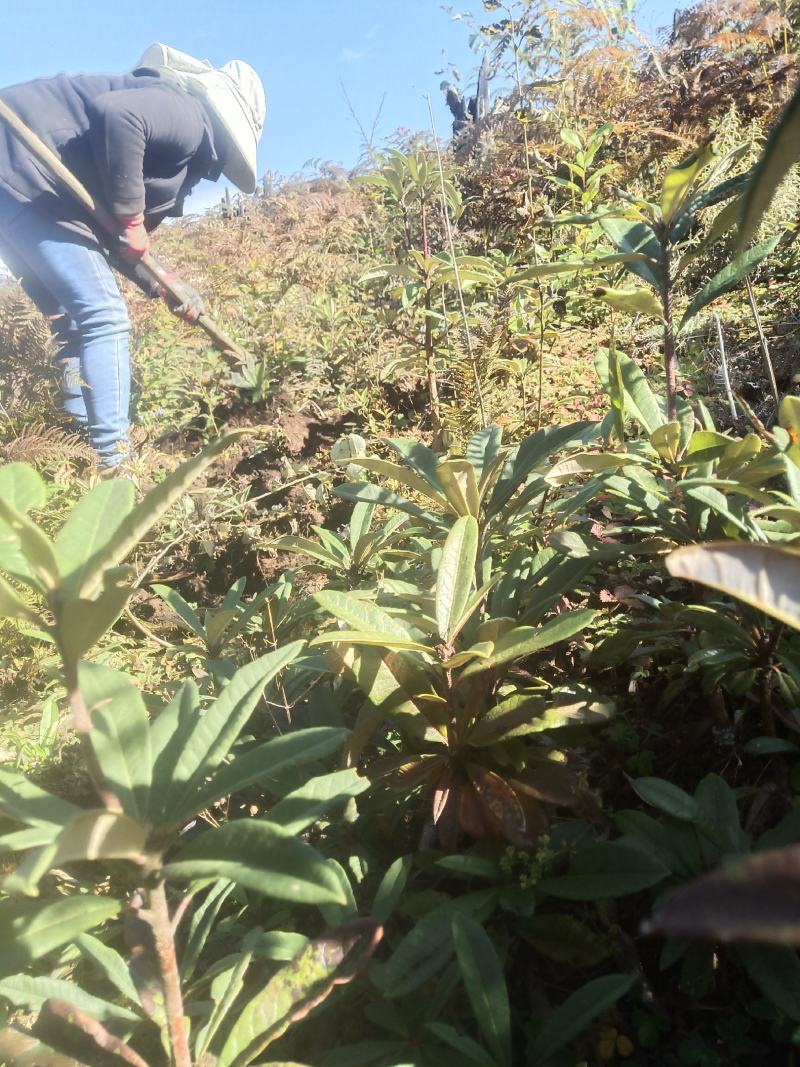云南高山杜鹃马樱花观花植物盆景室内植物大量供应