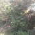 云南高山杜鹃马樱花观花植物盆景室内植物大量供应