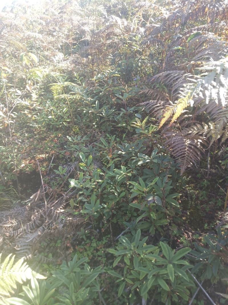 云南高山杜鹃马樱花观花植物盆景室内植物大量供应