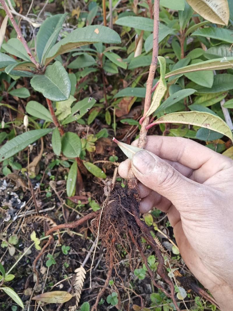 云南高山杜鹃马樱花观花植物盆景室内植物大量供应