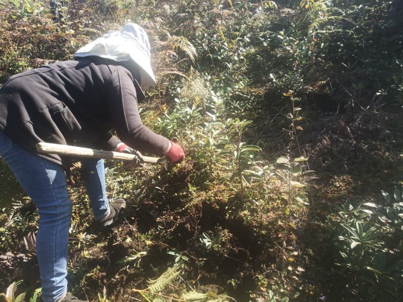 云南高山杜鹃马樱花观花植物盆景室内植物大量供应