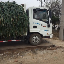 长白大葱自己种植还有三万斤