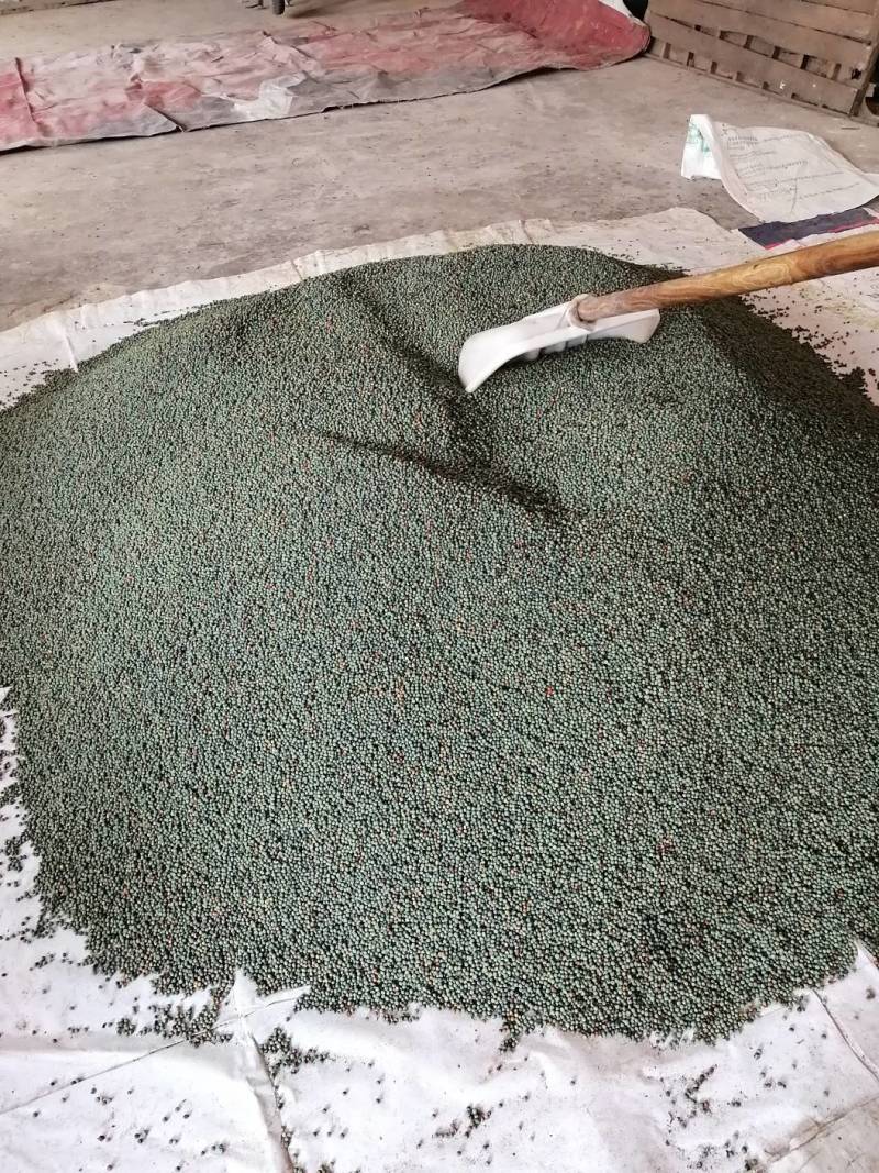 黄连木种子，太行山产百年香品种
