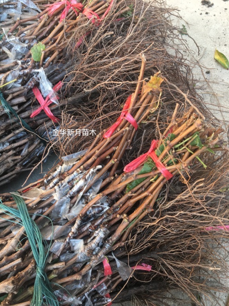 葡萄苗批发，阳光玫瑰葡萄苗，纯度高，质量好