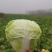 安徽大白菜精品矮帮白菜包心大白菜质量好产地直供诚信代办