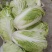 安徽大白菜精品矮帮白菜包心大白菜质量好产地直供诚信代办