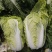 安徽大白菜精品矮帮白菜包心大白菜质量好产地直供诚信代办