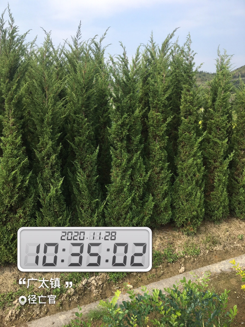 塔柏。(塔松)长期供应各种园林绿化苗木。