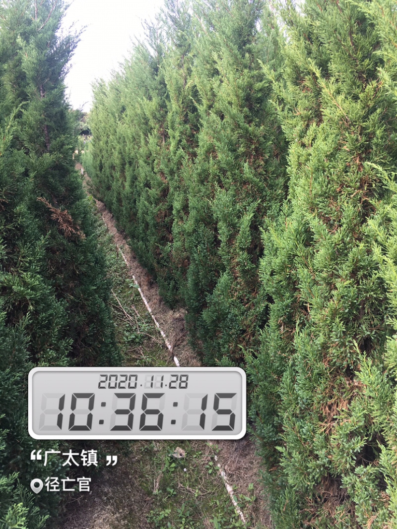 塔柏。(塔松)长期供应各种园林绿化苗木。