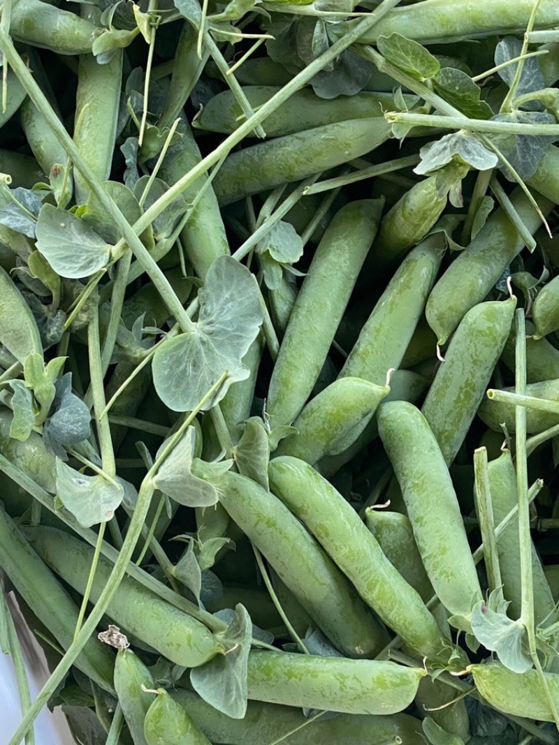 本地水果豌豆豌大量上市了