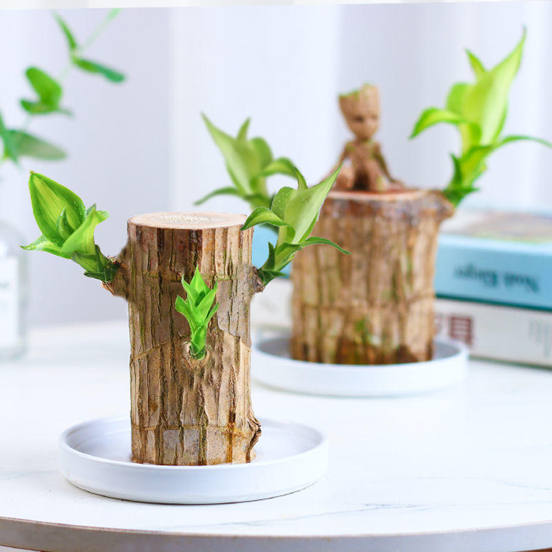 巴西木水培植物幸运木桌面绿植盆栽水养办公桌面室内迷你礼品