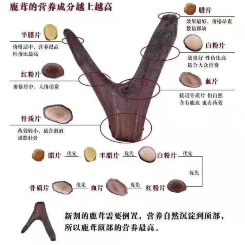 鹿茸粉梅花鹿茸干鹿茸鹿乡鹿茸免费粉碎鹿茸二杠