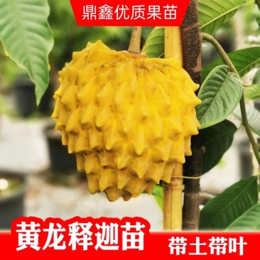 新品黄龙释迦嫁接苗霹雳果黄龙番荔枝树苗可盆栽地栽庭院种植