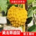 新品黄龙释迦嫁接苗霹雳果黄龙番荔枝树苗可盆栽地栽庭院种植