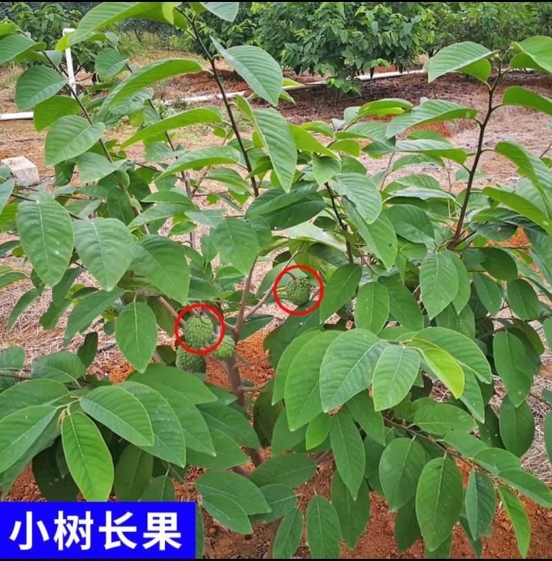 新品黄龙释迦嫁接苗霹雳果黄龙番荔枝树苗可盆栽地栽庭院种植