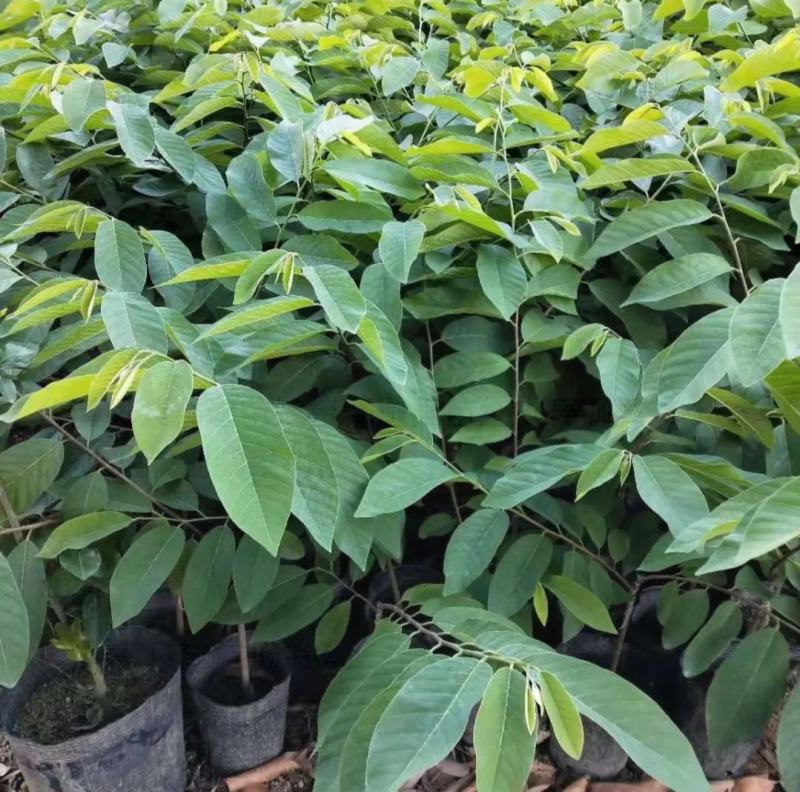 新品黄龙释迦嫁接苗霹雳果黄龙番荔枝树苗可盆栽地栽庭院种植
