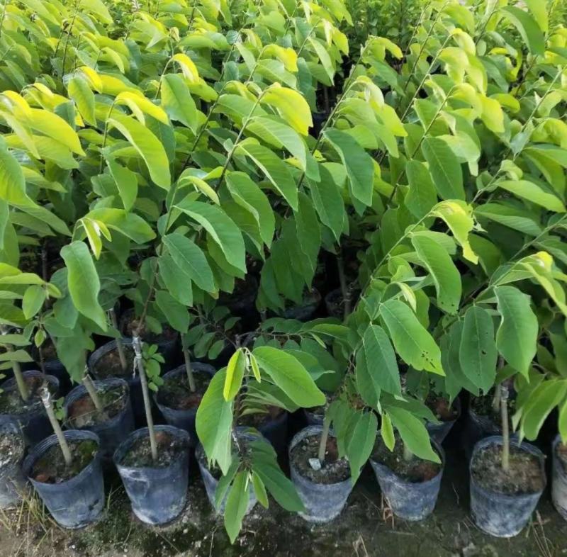 新品黄龙释迦嫁接苗霹雳果黄龙番荔枝树苗可盆栽地栽庭院种植