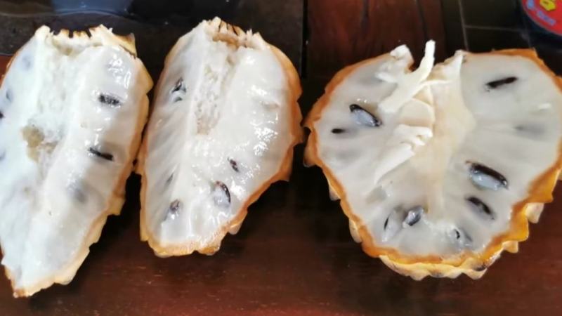 新品黄龙释迦嫁接苗霹雳果黄龙番荔枝树苗可盆栽地栽庭院种植