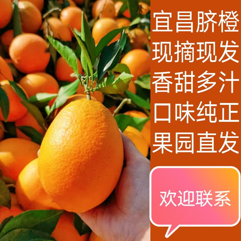 【优选】纽荷尔橙果甜多汁橙子果园直销支持看货