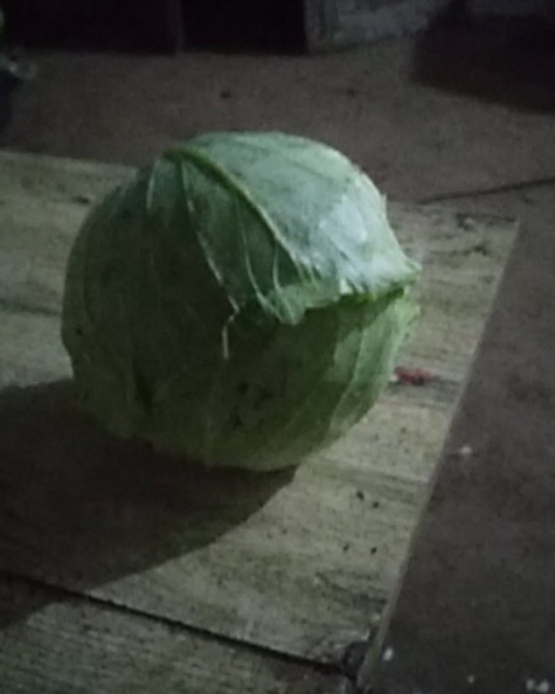 河南省汝州市，甘蓝圆包菜，大量上市，一手货源