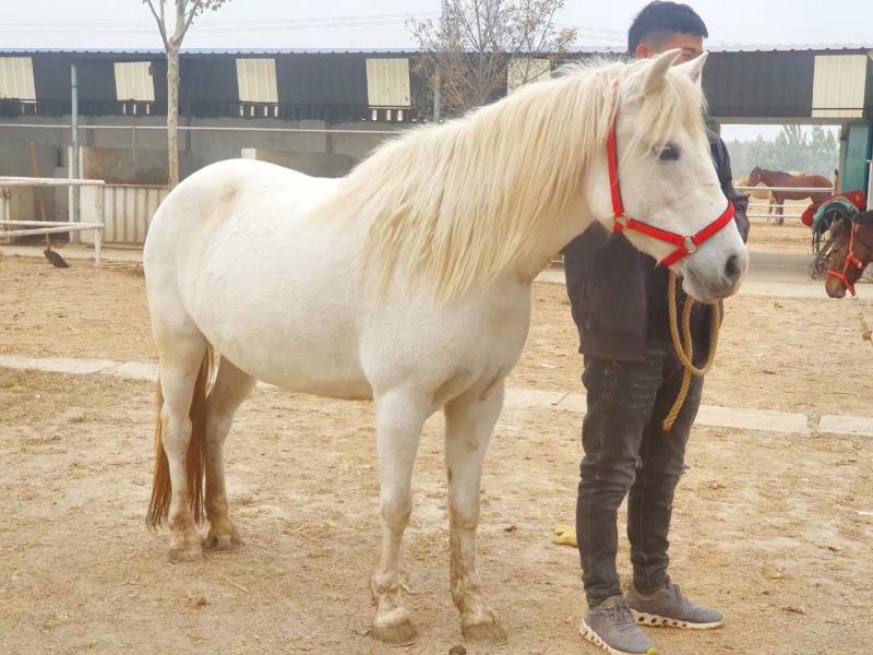 国产pony，肩高133，母马，温顺老实，适合俱乐部教