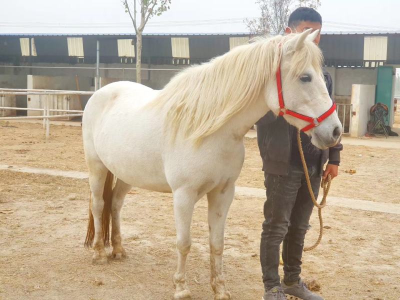 国产pony，肩高133，母马，温顺老实，适合俱乐部教