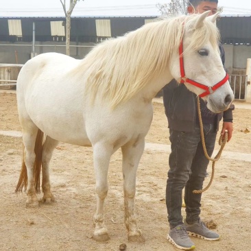 国产pony，肩高133，母马，温顺老实，适合俱乐部教