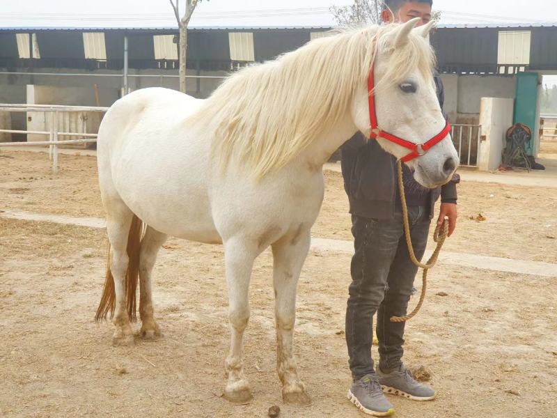 国产pony，肩高133，母马，温顺老实，适合俱乐部教
