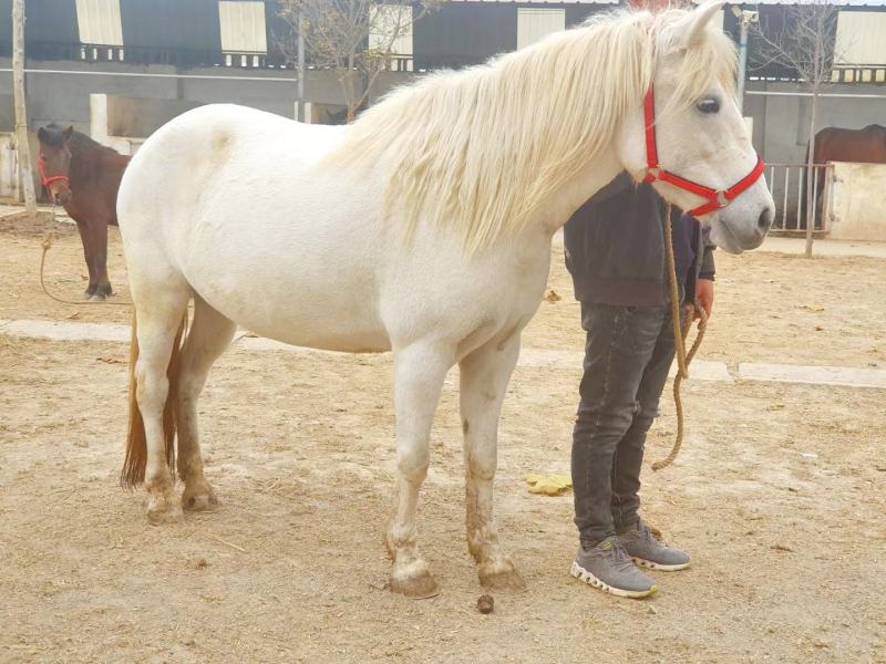 国产pony，肩高133，母马，温顺老实，适合俱乐部教