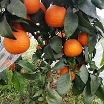 爱媛38果冻橙现已大量，产地直发，量大从优