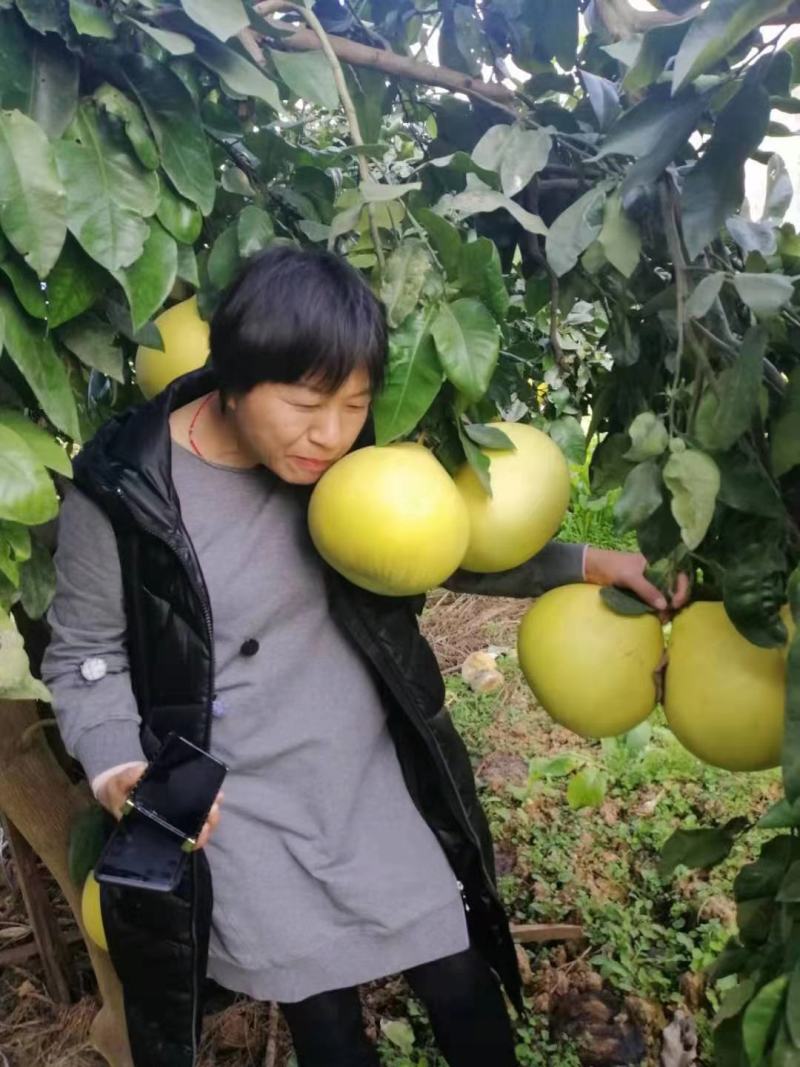湖北宜昌红心蜜柚大量上市走货进行中啦！口感皮毛杠杠滴，香