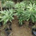 新品热卖耀堂大果仙桃树苗鸡蛋果苗嫁接苗水分足甜而不腻果树