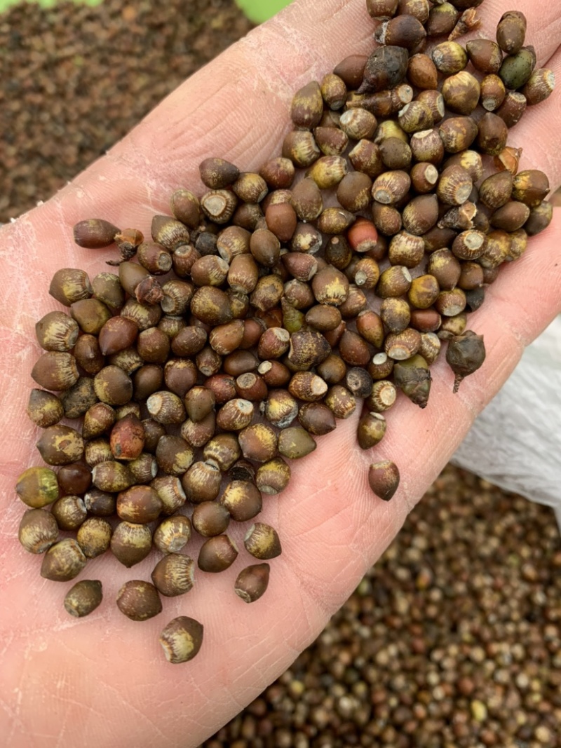 沙藏红豆杉种子红豆杉种子红豆杉种子