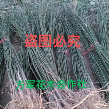 国槐苗免费包邮全部现挖现卖包邮提供发货