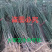 国槐苗免费包邮全部现挖现卖包邮提供发货