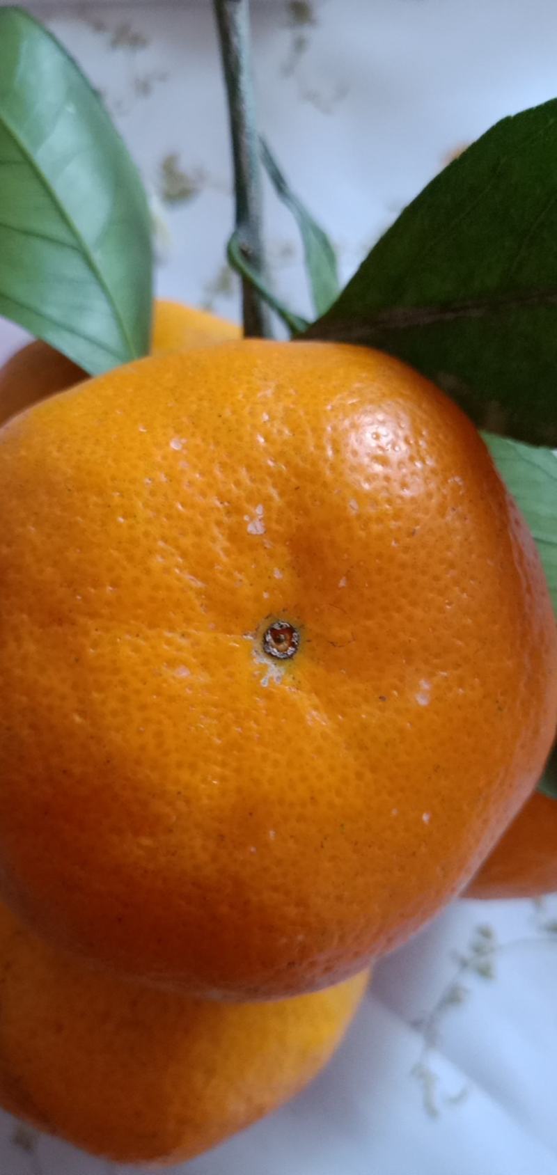 湖北特早薄皮化渣渣渣青皮蜜橘大量上市啦！又名八月橘