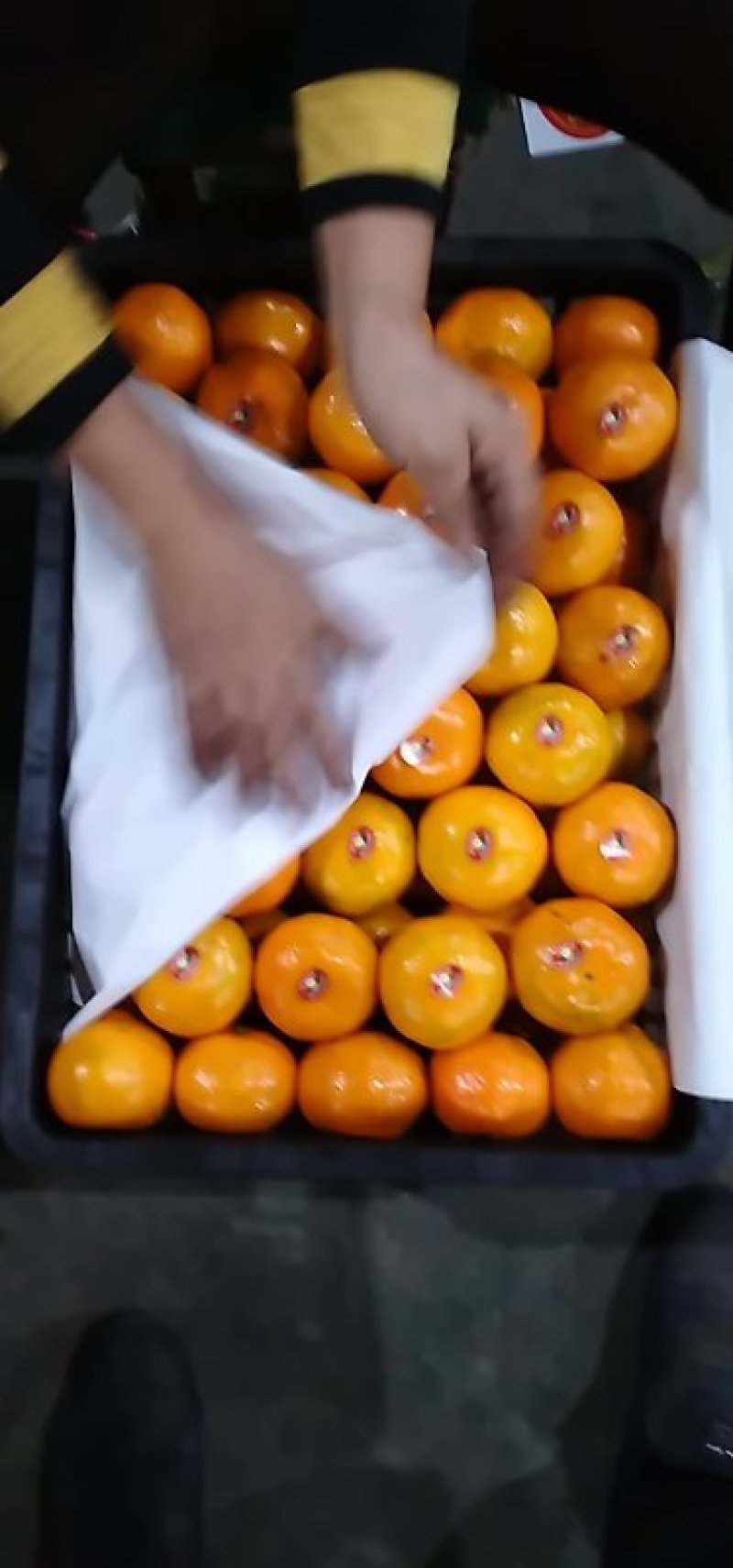 湖北特早薄皮化渣渣渣青皮蜜橘大量上市啦！又名八月橘