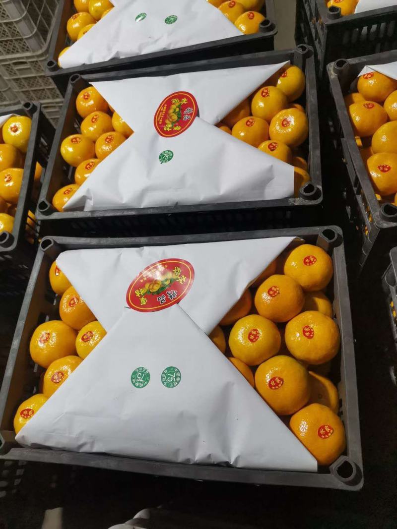 湖北特早薄皮化渣渣渣青皮蜜橘大量上市啦！又名八月橘