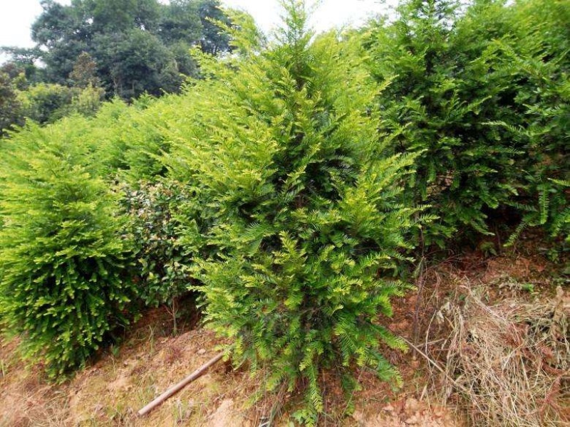 沙藏红豆杉种子红豆杉种子红豆杉种子