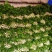 芹菜杆子亮，菜美价格合理。