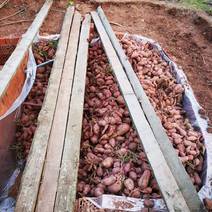 自家果场种植红薯批发。