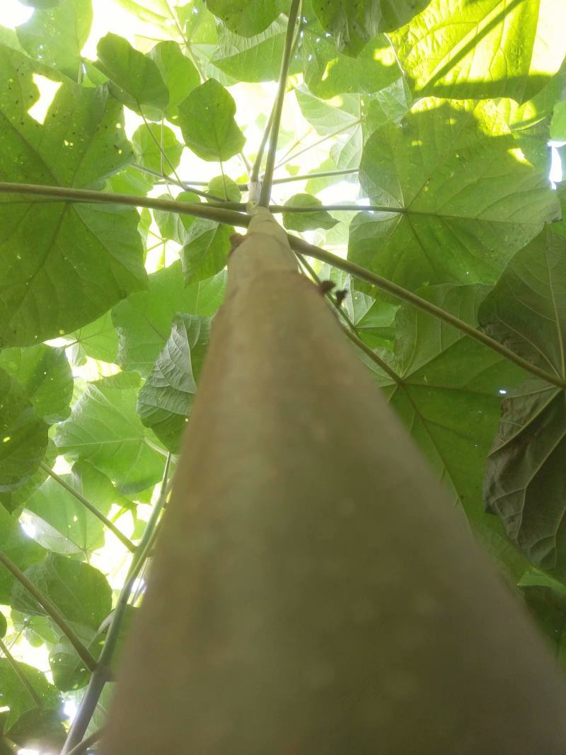 青桐绿桐树苗开花梧桐树苗本地泡桐树苗