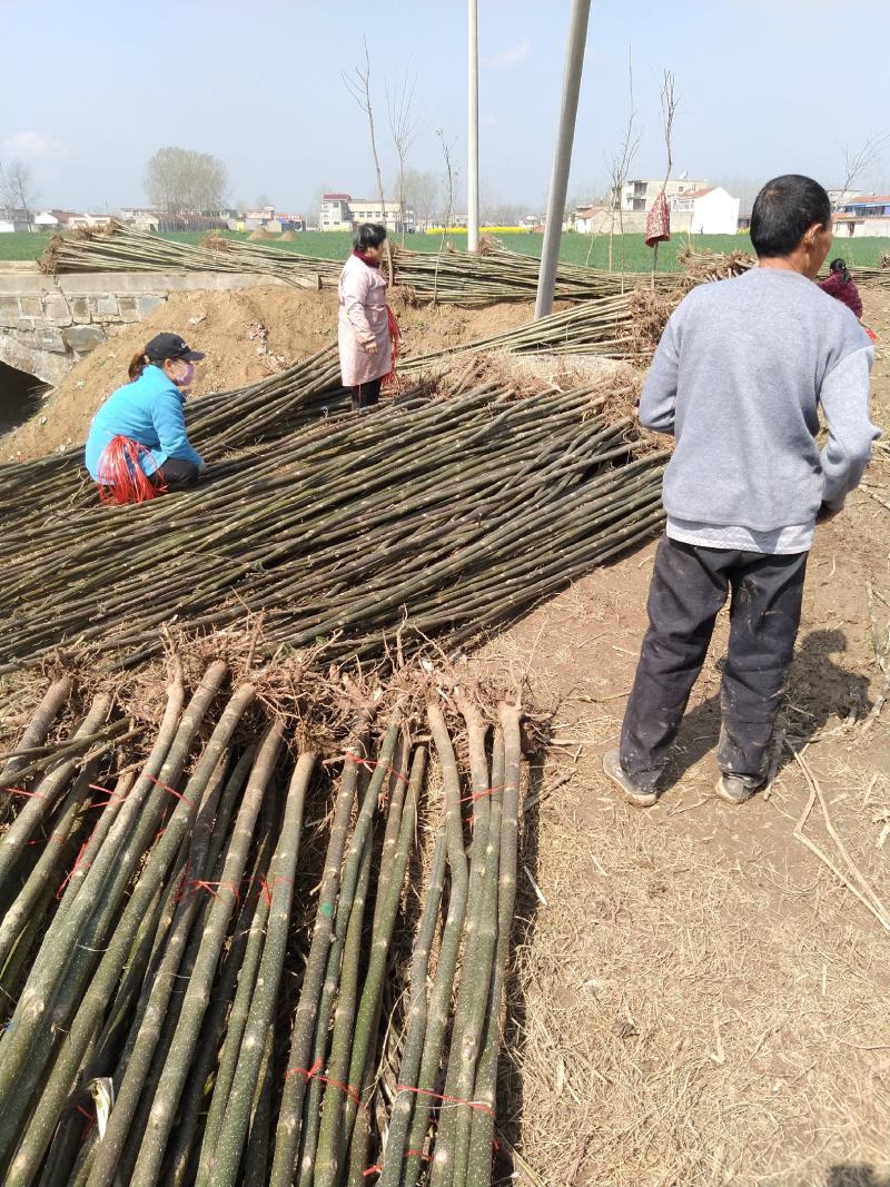 青桐绿桐树苗开花梧桐树苗本地泡桐树苗