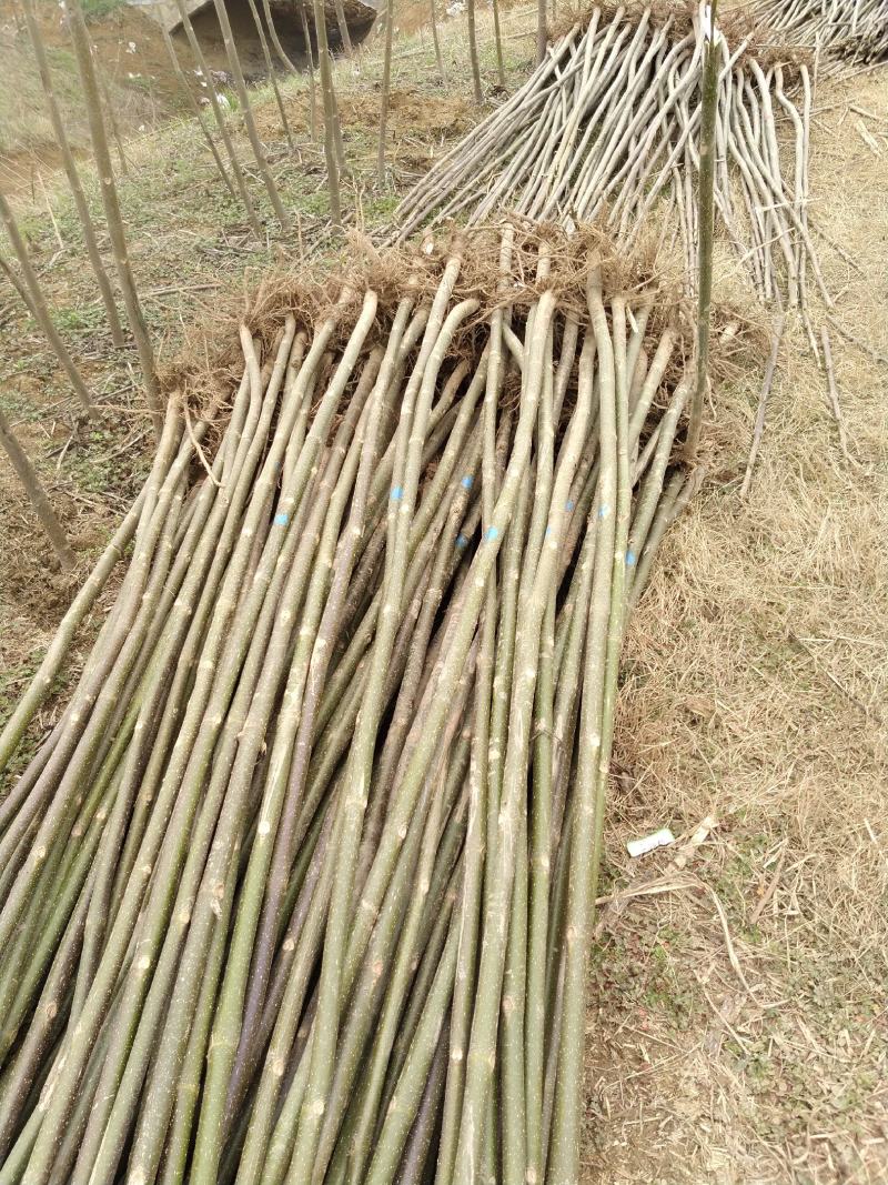 青桐绿桐树苗开花梧桐树苗本地泡桐树苗