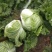 安徽大白菜精品矮帮白菜包心大白菜质量好产地直供诚信代办