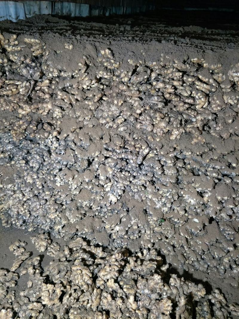南阳市沙土优质小黄姜大量出售