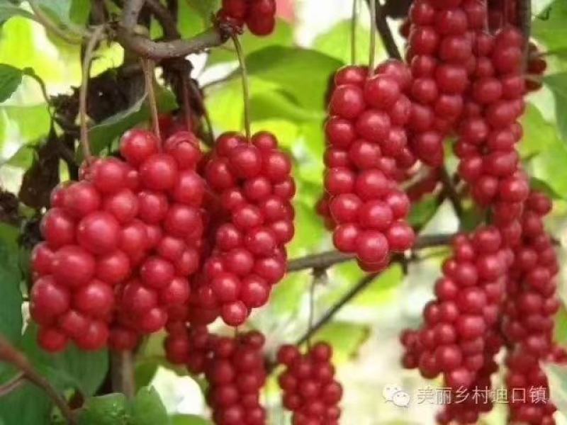 长白野生五味子产地直销土特产泡水保健养生瓶装