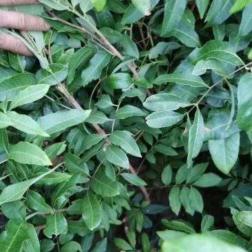 龙眼树苗50~80cm，包成活，包结果